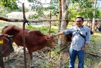 Corporate Affair PT. BGA Region Kotawaringin, M. Jauhari saat menyerahkan 1 ekor Sapi, di di belakang Kantor Dinas Perikanan dan Ketahanan Pangan (DPKP) Kobar. (Lintas Kalimantan)