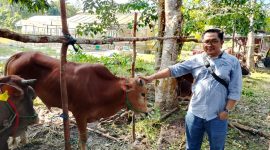 Corporate Affair PT. BGA Region Kotawaringin, M. Jauhari saat menyerahkan 1 ekor Sapi, di di belakang Kantor Dinas Perikanan dan Ketahanan Pangan (DPKP) Kobar. (Lintas Kalimantan)