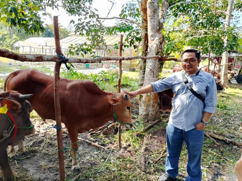 Corporate Affair PT. BGA Region Kotawaringin, M. Jauhari saat menyerahkan 1 ekor Sapi, di di belakang Kantor Dinas Perikanan dan Ketahanan Pangan (DPKP) Kobar. (Lintas Kalimantan)