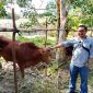 Corporate Affair PT. BGA Region Kotawaringin, M. Jauhari saat menyerahkan 1 ekor Sapi, di di belakang Kantor Dinas Perikanan dan Ketahanan Pangan (DPKP) Kobar. (Lintas Kalimantan)
