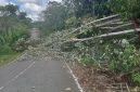 Kegiatan 11 Desa  melaksanakan gontong-royong pembersihan lajur untuk pembangunan tiang induk dan jaringan listrik PLN di Jalan Negara Trans Muara Teweh - Kaltim tepat nya di wilayah Kecamatan Gunung Purey, Minggu 2 Agustus 2026. (*/fhoto:ist/pemdes/red-lintaskalimantan) 