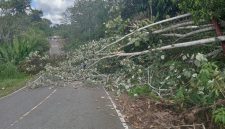 Kegiatan 11 Desa  melaksanakan gontong-royong pembersihan lajur untuk pembangunan tiang induk dan jaringan listrik PLN di Jalan Negara Trans Muara Teweh - Kaltim tepat nya di wilayah Kecamatan Gunung Purey, Minggu 2 Agustus 2026. (*/fhoto:ist/pemdes/red-lintaskalimantan) 