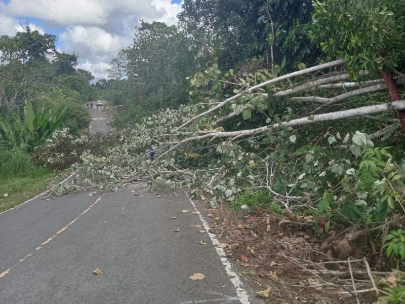 Kegiatan 11 Desa  melaksanakan gontong-royong pembersihan lajur untuk pembangunan tiang induk dan jaringan listrik PLN di Jalan Negara Trans Muara Teweh - Kaltim tepat nya di wilayah Kecamatan Gunung Purey, Minggu 2 Agustus 2026. (*/fhoto:ist/pemdes/red-lintaskalimantan) 