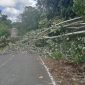Kegiatan 11 Desa  melaksanakan gontong-royong pembersihan lajur untuk pembangunan tiang induk dan jaringan listrik PLN di Jalan Negara Trans Muara Teweh - Kaltim tepat nya di wilayah Kecamatan Gunung Purey, Minggu 2 Agustus 2026. (*/fhoto:ist/pemdes/red-lintaskalimantan) 